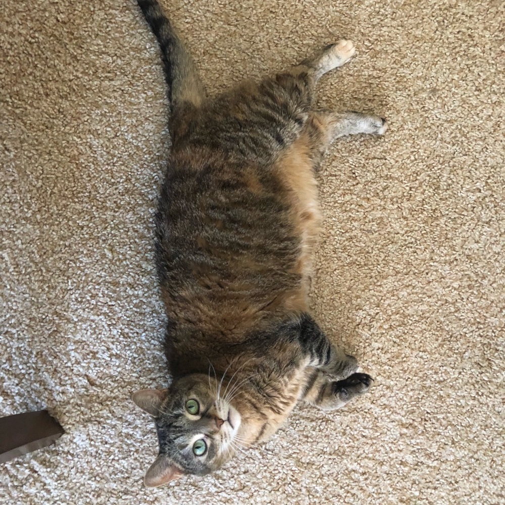 Meet your Posher, Linds